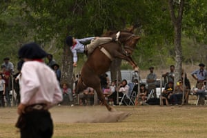 A gaucho falls from a colt at a rodeo exhibition during the 83rd tradition festival in San Antonio de Areco