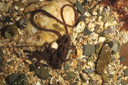 a long, bootlace-like brown worm rests on s ground