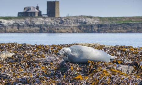 Seaweed-clad rocks create a resting spot for a grey seal in the Farne Islands