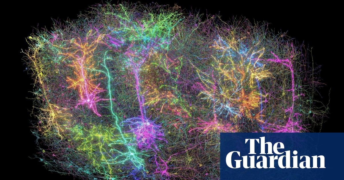US scientists create most comprehensive circuit diagram of mammalian brain