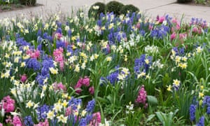 Los mejores jardines para visitar una explosión de la primavera de color 2 Hyacinth and narcissus at Harlow Carr.
