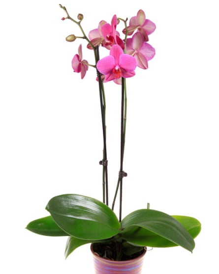 Pretty in pink: moth orchids.