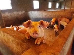 Pigs
