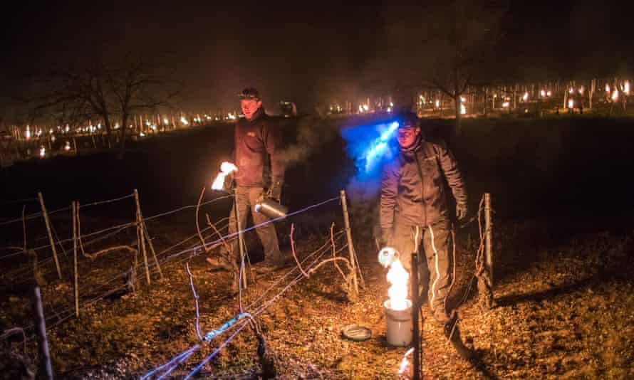 French winemakers light anti-frost candles in a vineyard in Chablis, Burgundy, France.