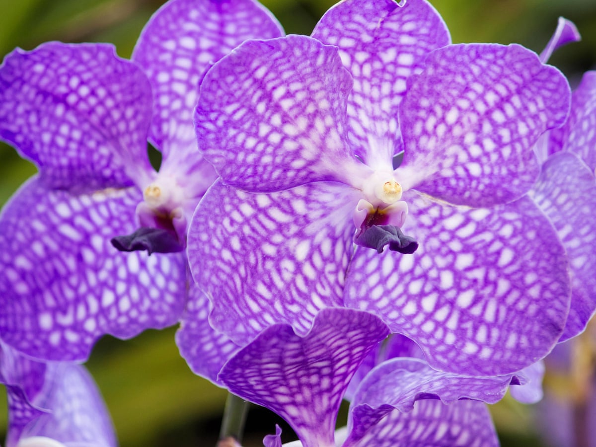 A Simple Trick For Growing A Tricky Orchid James Wong Life And Style The Guardian