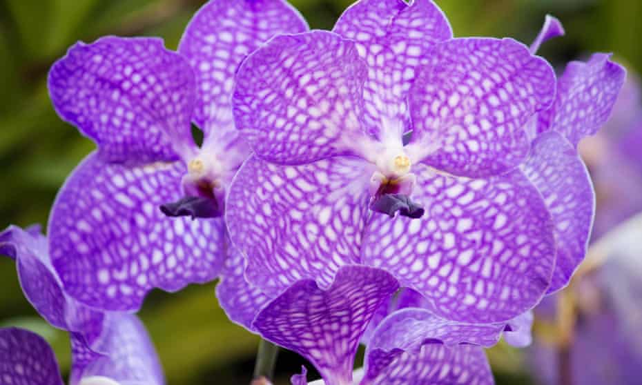 The purple flowers of a Vanda orchid