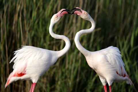 Dois flamingos juntando seus bicos