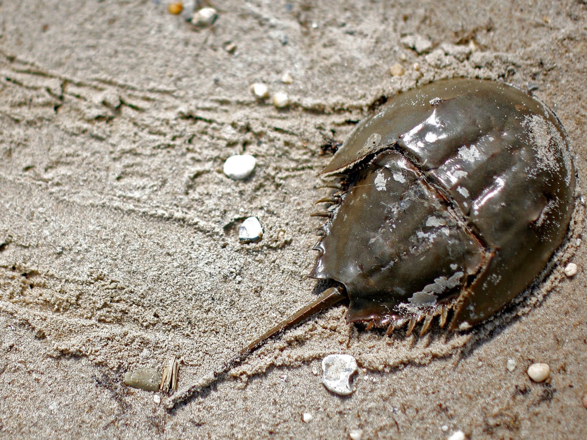 Horseshoe crab blood to remain big pharma's standard as industry group  rejects substitute | Wildlife | The Guardian