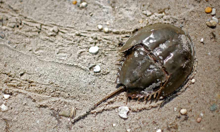 The blue blood of horseshoe crabs is sensitive to toxic bacteria and is widely used to detect impurities in vaccines, including those for Covid-19.