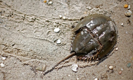 An Atlantic horseshoe crab on a beach
