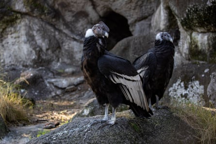Andean condors at the Eco-park in Buenos Aires. The park has released 240 Andean condors back into the wild.