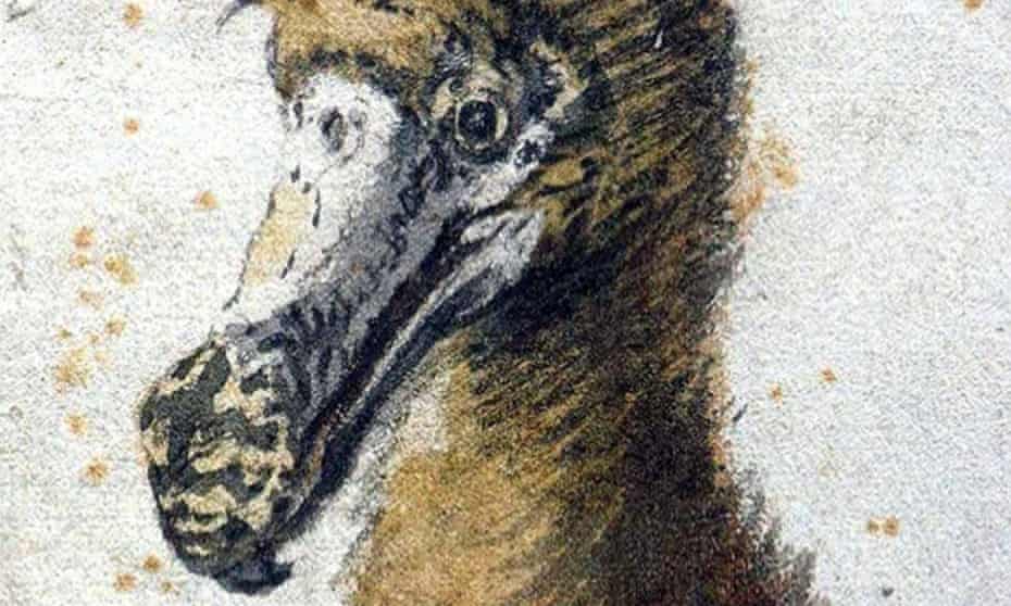 One of the only illustrations of a dodo done from a living animal. Drawn in 1638. 