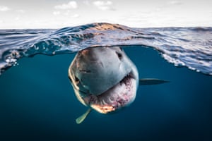 A split-shot of a great white shark