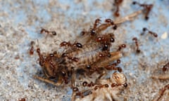 Fire ants. In November, three red imported fire ant (Rifa) nests were found in Murwillumbah, 13km south of the Queensland border.