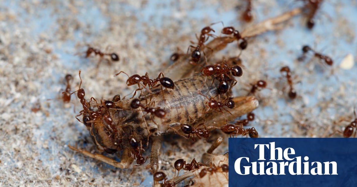 Fire ants detected south of Byron Bay after gardener raises alarm | Australia news