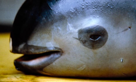 World's smallest porpoise 'at the edge of extinction' as illegal gillnets  take toll | Wildlife | The Guardian