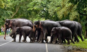 A herd of elephants cross a road through the flooded Kaziranga national park in Assam, India