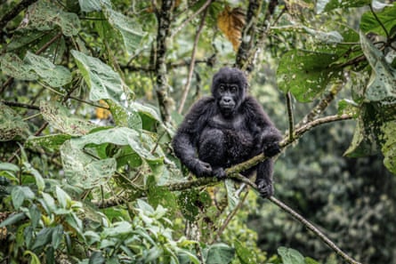 A young eastern lowland gorilla, or Gorilla berengei graueri, is seen at the Kahuzi-Biega national park in eastern DRC in January.