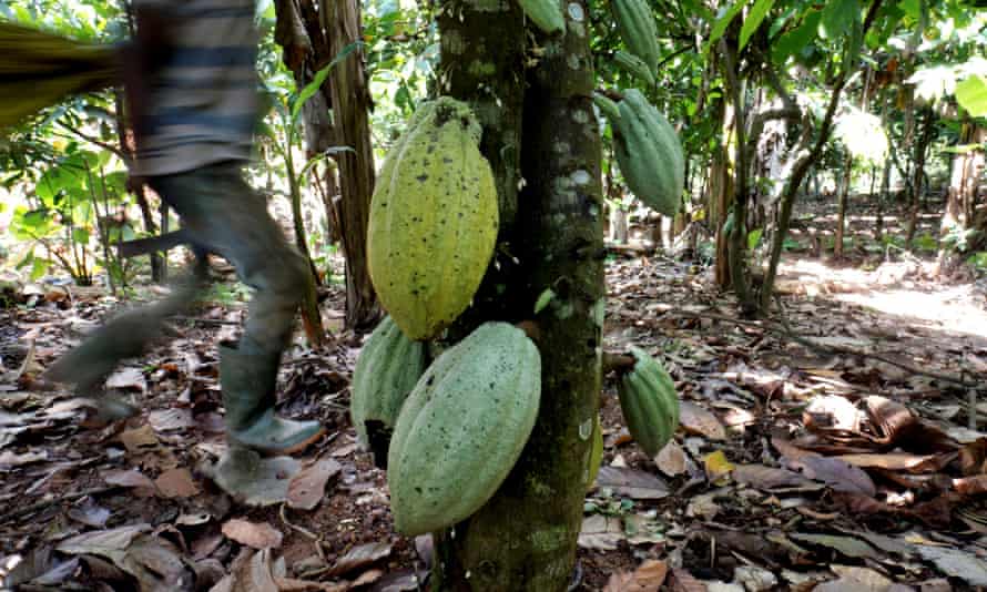 Ivory Coast produces about 45% of the world’s cocoa.