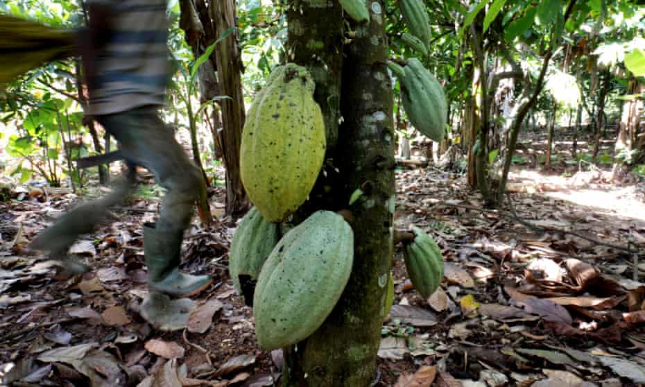 Ivory Coast produces about 45% of the world’s cocoa.