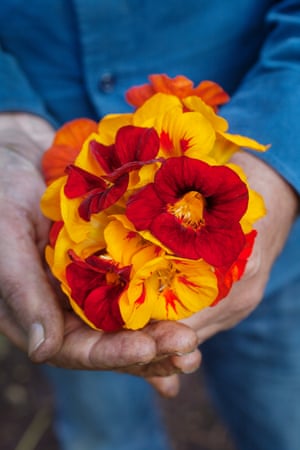 Allan Jenkins de la Parcela 29: 'la Jardinería ha sido mi terapia" - El Guardián 2 Nasturtiums from Plot 29