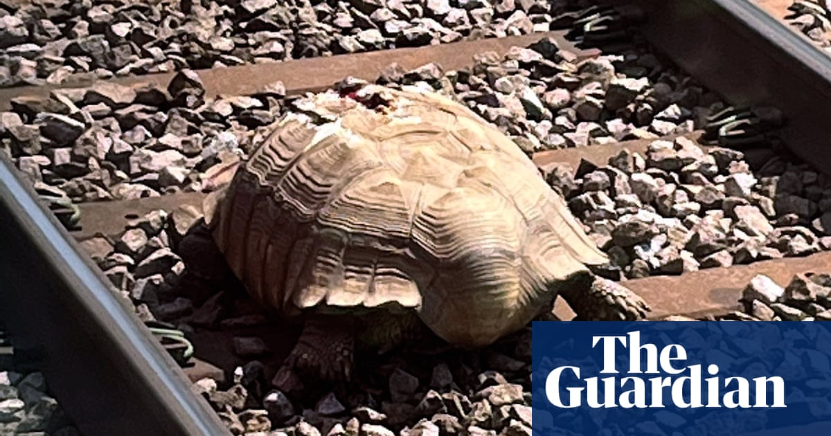 Large tortoise on the track stops Norwich to Stansted trains