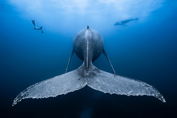 Underwater Photographer of the Year 2019 – in pictures | Environment | The Guardian Underwater Photographer of the Year 2019 – in pictures | Environment | The Guardian
