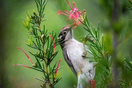 A bird drinks nectar from a native tree