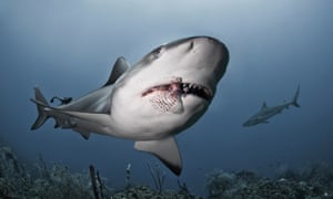 Grey reef sharks hunt for lionfish off the coast of Roatan Island, near Honduras in the Caribbean Sea