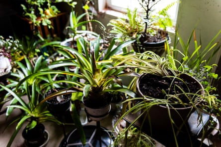 Indoor plants by a window