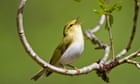 Birdwatch: wood warbler's summer visits to Britain in steep decline