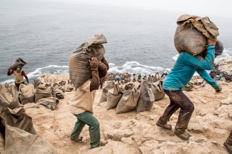 Workers carry sacks of guano to be used as fertiliser.