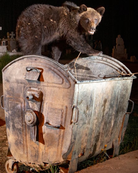 Bears scavenge in bins in a small town  in the Carpathian mountains