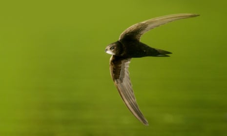 A swift in flight