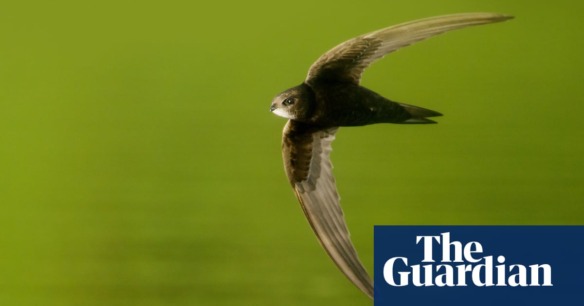 Birdwatch: the invincible swift, effortless master of the air | Environment