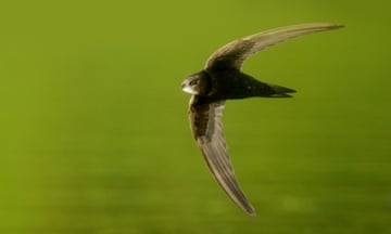 A swift in flight