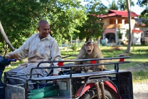 Narathiwat, Thailand. A coconut-collecting macaque monkey is transported in a sidecar in Berapea village. The animal rights group Peta has released videos of monkey ‘slaves’ picking coconuts, prompting several UK retailers to ban the products. Thai coconut farmers have denied mistreating the macaques