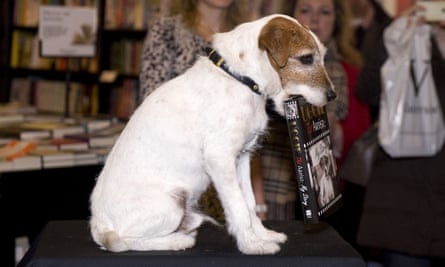 Biting wit … Uggie, star of The Artist, promoting his autobiography.