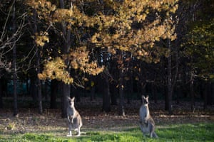 Cangurus pastam na grama em Weston Park, no subúrbio de Canberra de Yarralumla, Austrália