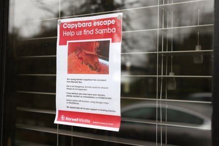 An A4 piece of paper taped to the window of a pub that advertises the ‘Capybara escape’