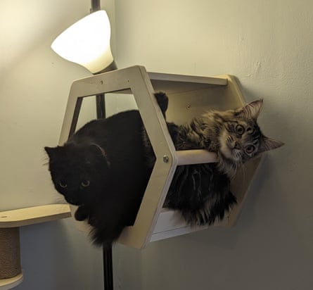 Clementine and Nix –a black cat and a tabby cat sitting in a cat climbing tower