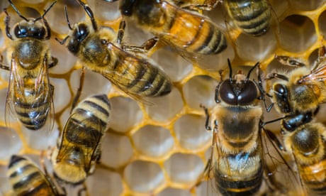 Western honey bees swarm in a honeycomb nest at the Roberson Farm August 18, 2017 in Fredericksburg, Virginia. (photo by Preston Keres via Planetpix)<br>K3W1H8 Western honey bees swarm in a honeycomb nest at the Roberson Farm August 18, 2017 in Fredericksburg, Virginia. (photo by Preston Keres via Planetpix)