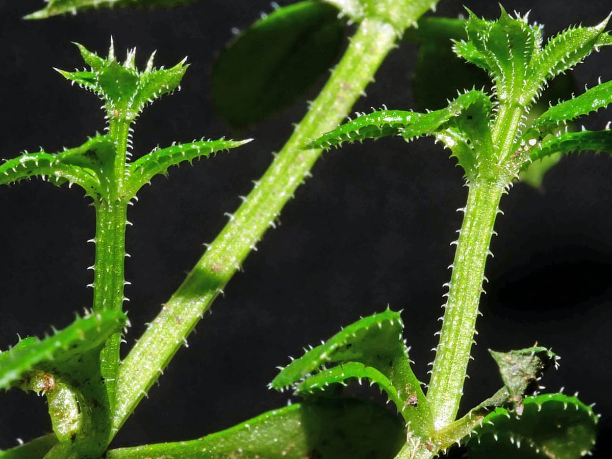 Country diary 1973: Goosegrass more than just a sticky weed | Plants | The Guardian