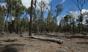 An area of bushland being rejuvenated after a spill at Santos’ Bibblewindi water treatment facility which is part of Santos’s Narrabri gas project