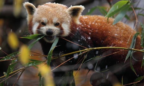 Red panda in the snow at Bristol Zoo Gardens