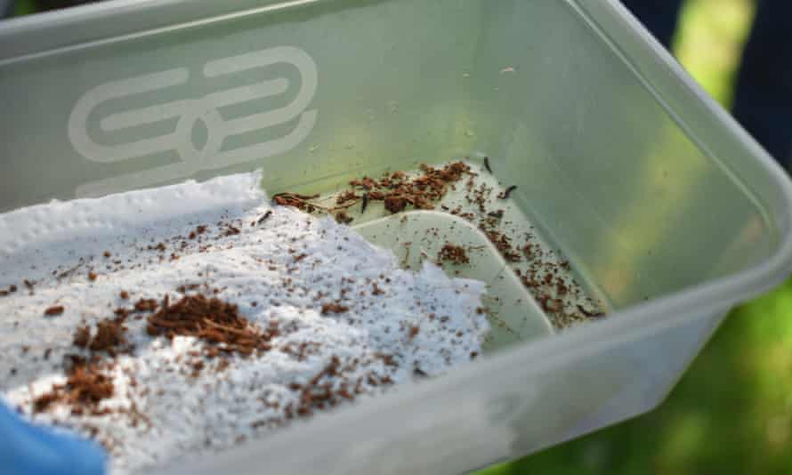 Hundreds of glowworms, kept in plastic takeaway tubs, were released at Elvetham hotel last summer.