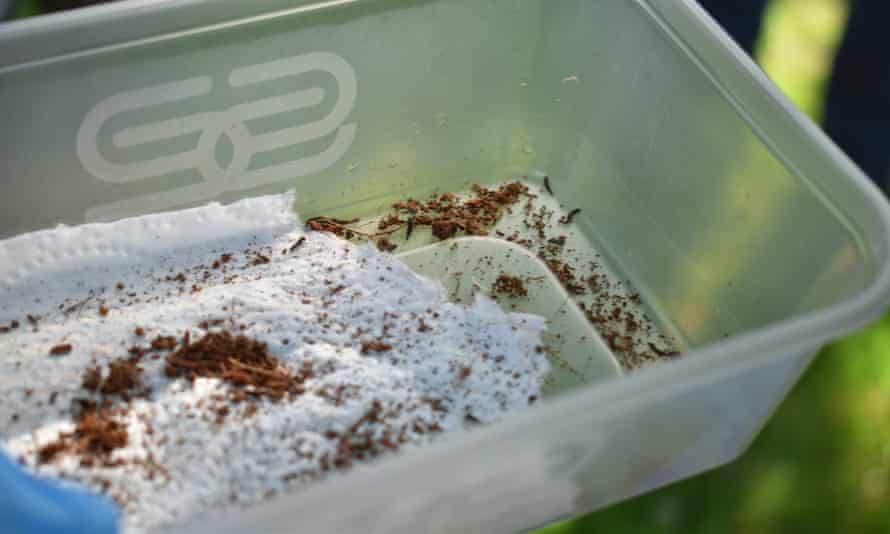 Hundreds of fireflies stored in plastic tubs were released last summer at the Elvetham Hotel.