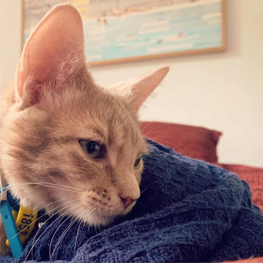 Kitten Dies After Human To Cat Covid 19 Transmission Evening Standard