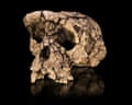 A cast of an early human skull