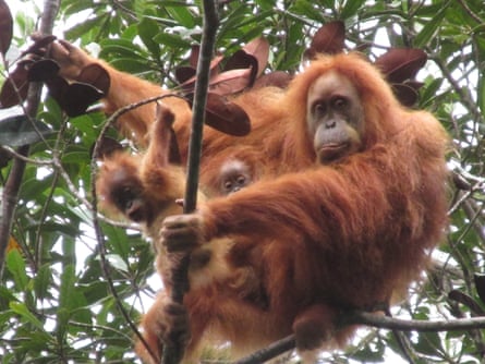 A female Tapanuli orangutan with twins in a tree